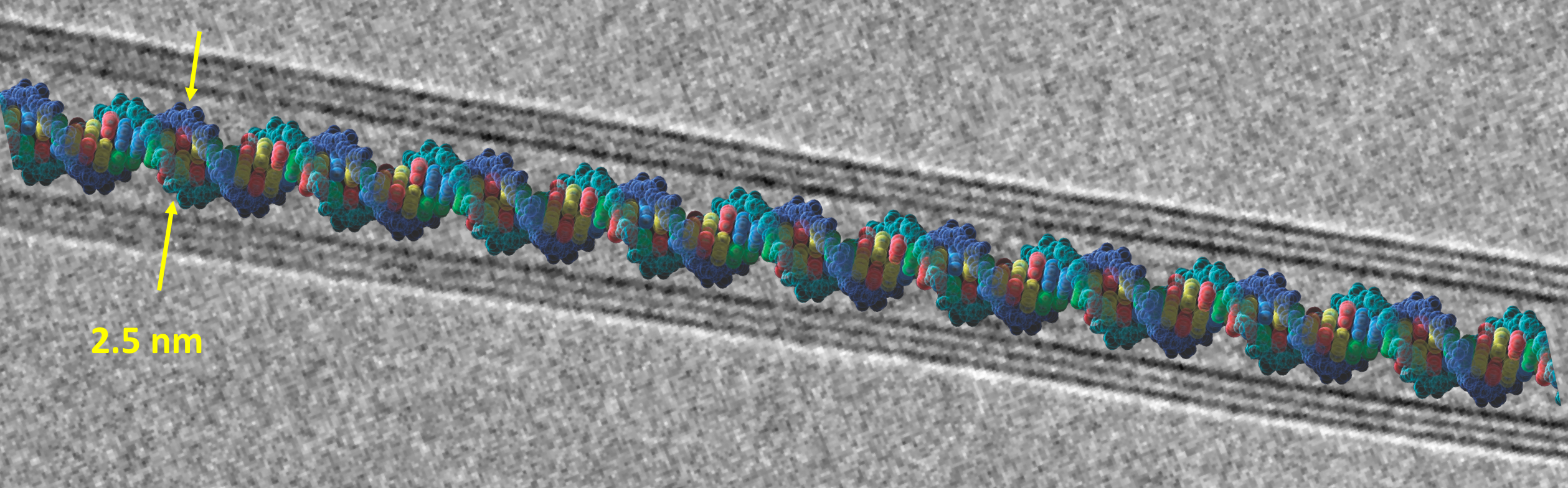 DNA Strand Inside a 3-Wall BNNT