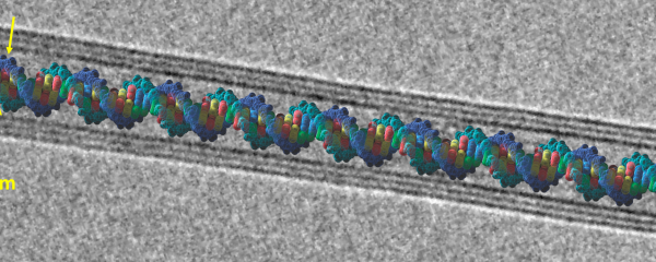 DNA Strand Inside a 3-Wall BNNT